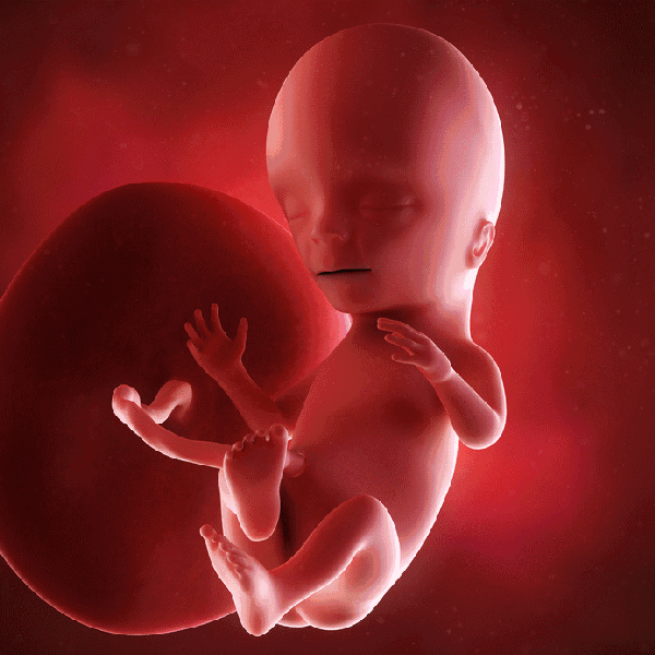 胎儿110月发育动图感受ta的成长变化