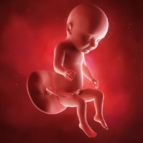 胎儿1-10月发育动图,感受ta的成长变化